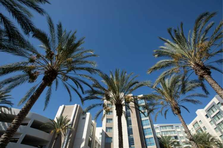 Modern high-rise buildings surrounded by tall palm trees against a clear blue sky in Anaheim, representing the area served by Tristar as a private investigator and private detective in Anaheim for surveillance, legal, and investigative services.